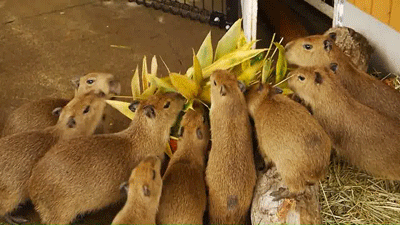 Acid GIFs, June 23 (25 gifs)