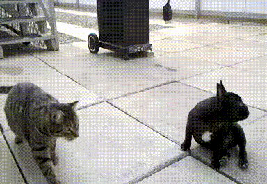 Acid GIFs, June 25 (25 gifs)
