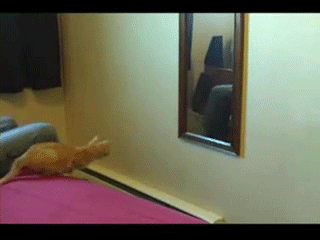 Acid GIFs, June 25 (25 gifs)