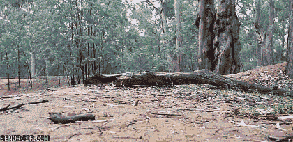 Acid GIFs, June 25 (25 gifs)