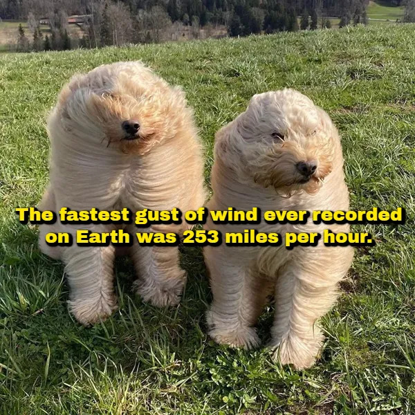 Interesting Facts (17 pics)