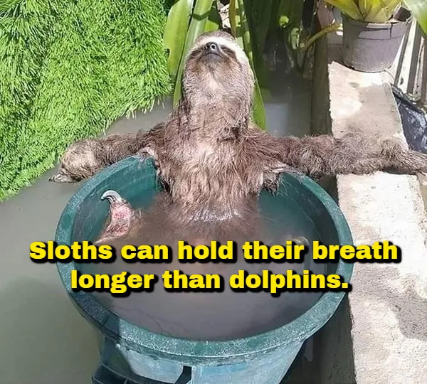 Interesting Facts (17 pics)