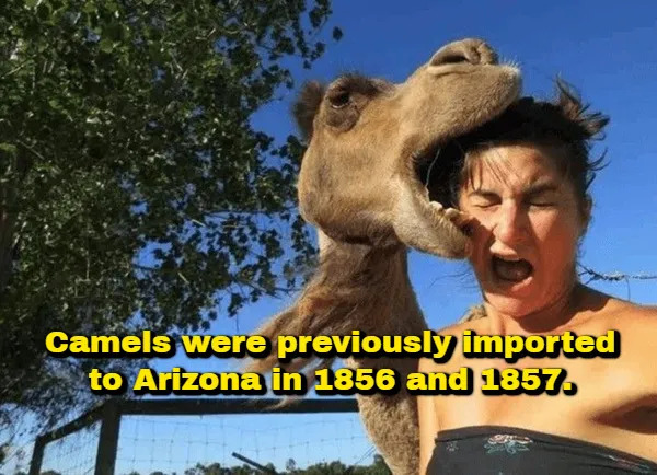 Interesting Facts (17 pics)