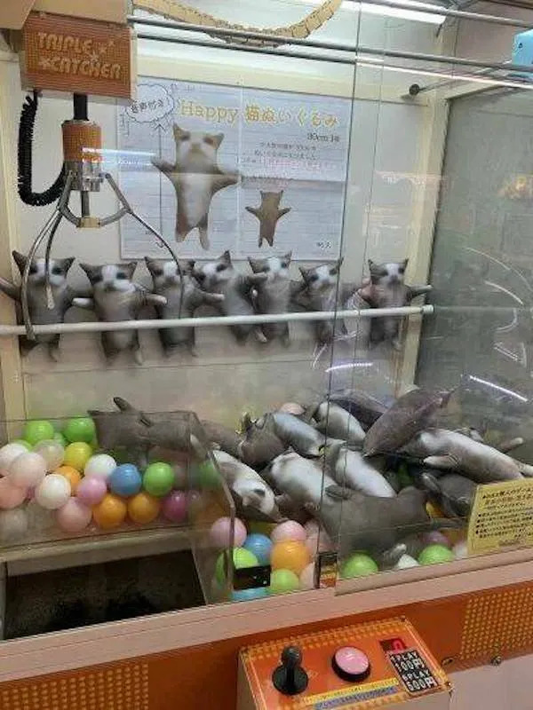 What Is Going On Here? (25 pics)