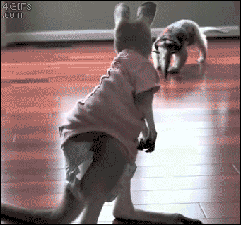 Acid GIFs, June 29 (29 gifs)