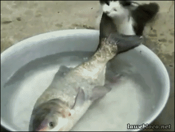 Acid GIFs, June 29 (29 gifs)