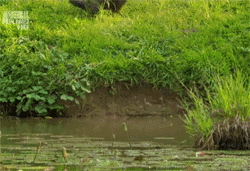 Acid GIFs, June 29 (29 gifs)