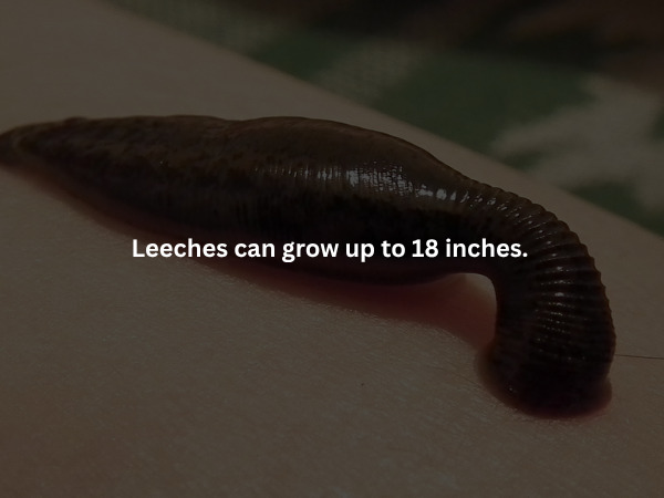 Creepy Facts (15 pics)