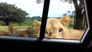 Acid GIFs, June 30 (29 gifs)