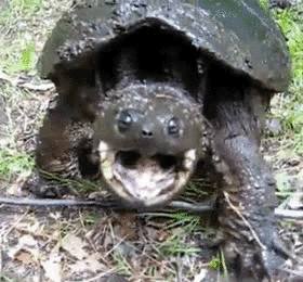 Acid GIFs, June 30 (29 gifs)