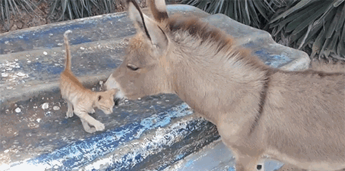 Acid GIFs, June 30 (29 gifs)