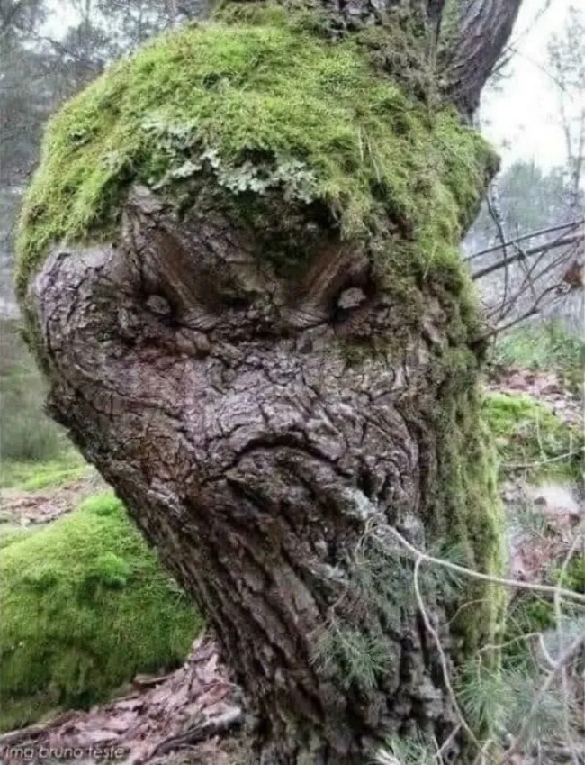 This Is Pareidolia (21 pics)