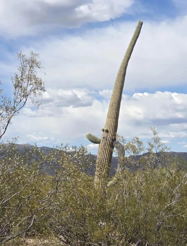 This Is Pareidolia (21 pics)