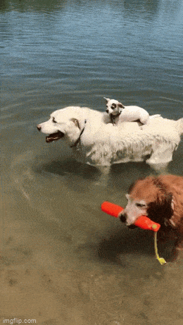 Acid GIFs, July 1 (29 gifs)