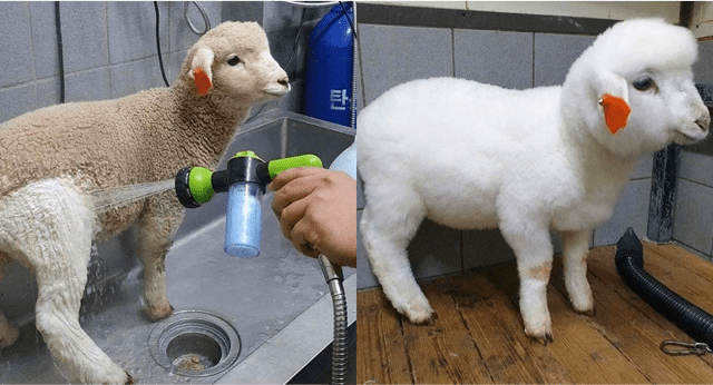Before And After Cleaning (20 pics)