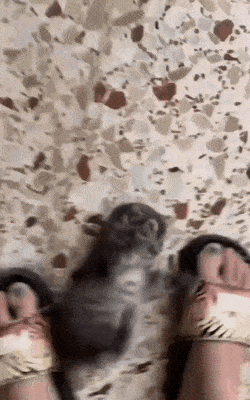 Acid GIFs, July 2 (29 gifs)