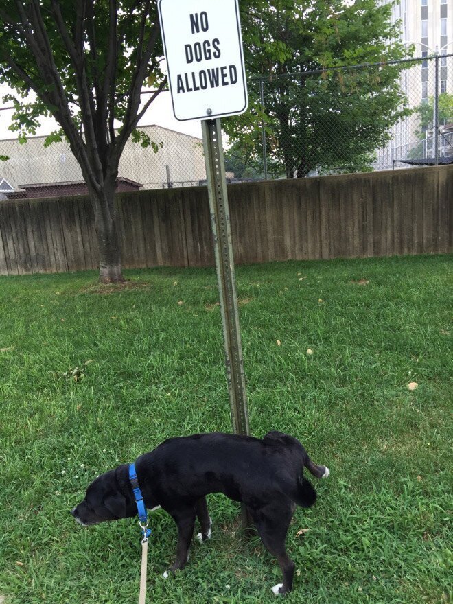 They Don't Care About The Rules (21 pics)