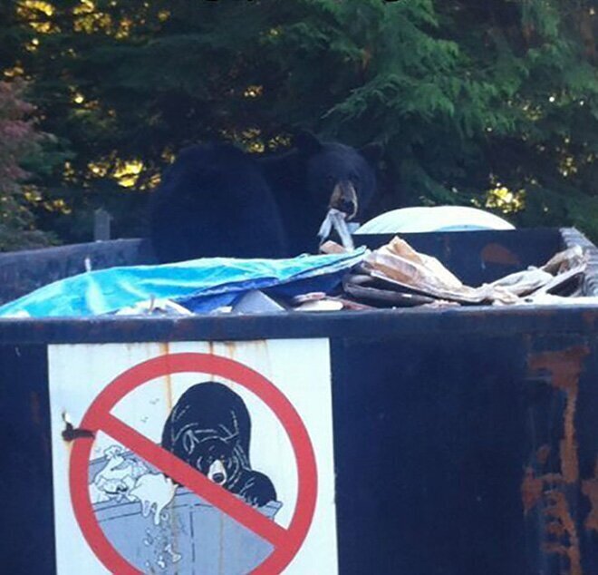 They Don't Care About The Rules (21 pics)