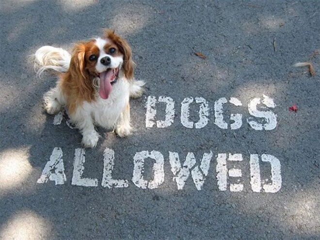 They Don't Care About The Rules (21 pics)