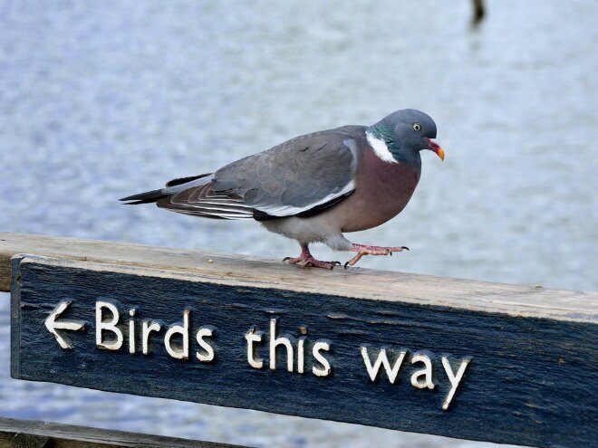 They Don't Care About The Rules (21 pics)