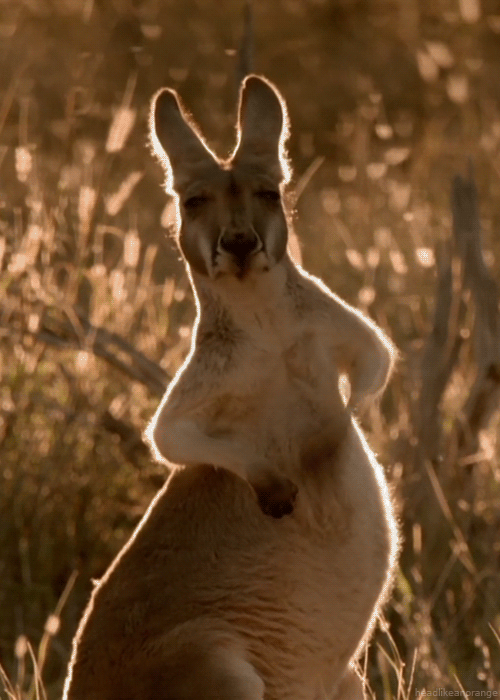 Acid GIFs, July 8 (25 gifs)