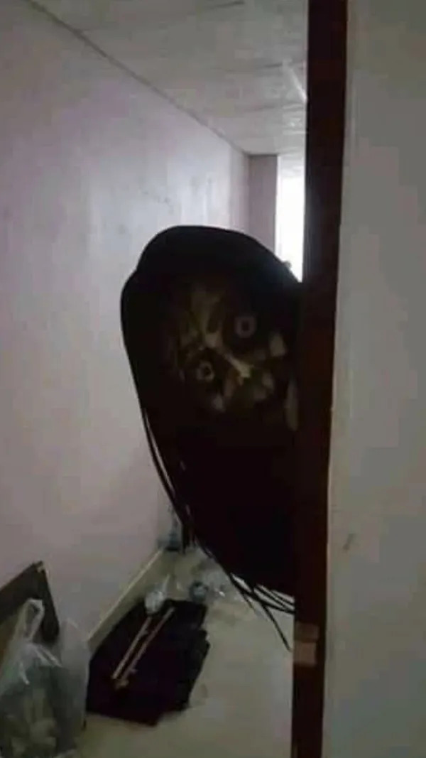 Creepy Photos (25 pics)