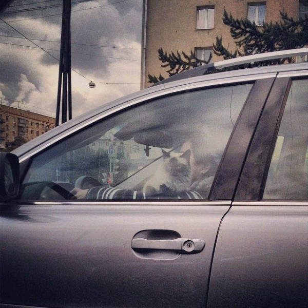 What Is Going On Here? (21 pics)