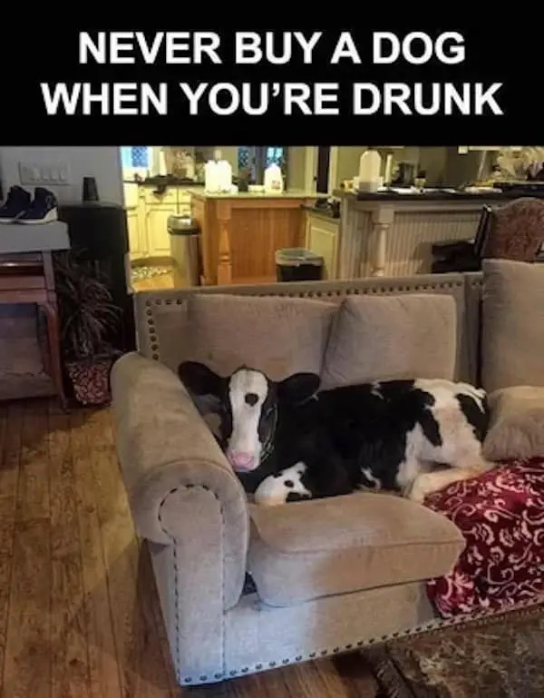 Beer Memes (25 pics) Beer Memes (25 pics)
