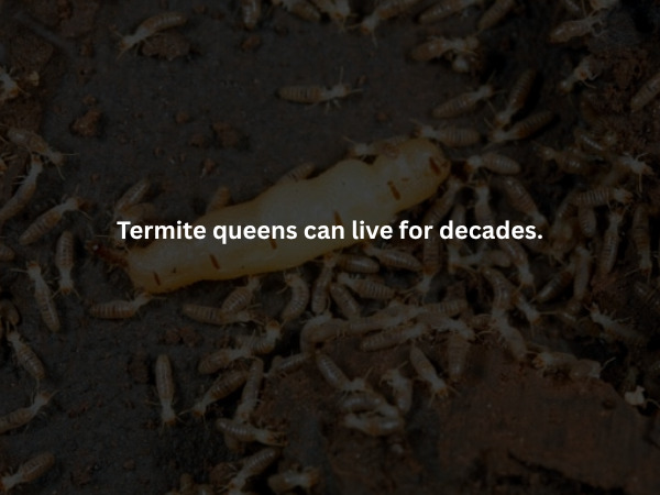 Creepy Facts (16 pics)