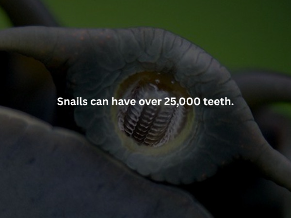 Creepy Facts (16 pics)