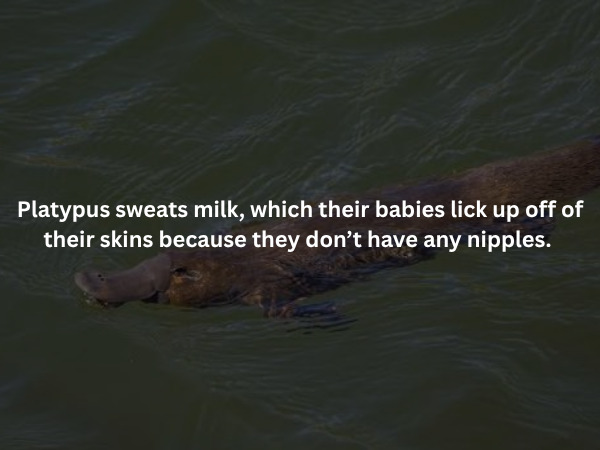 Creepy Facts (16 pics)
