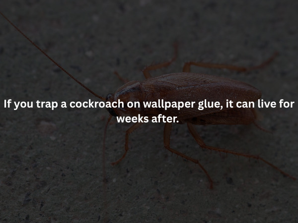 Creepy Facts (16 pics)