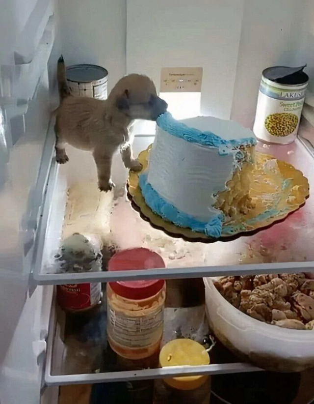 What Is Going On Here? 25 pics) What Is Going On Here? 25 pics)