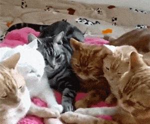 Acid GIFs, July 14 (25 gifs)