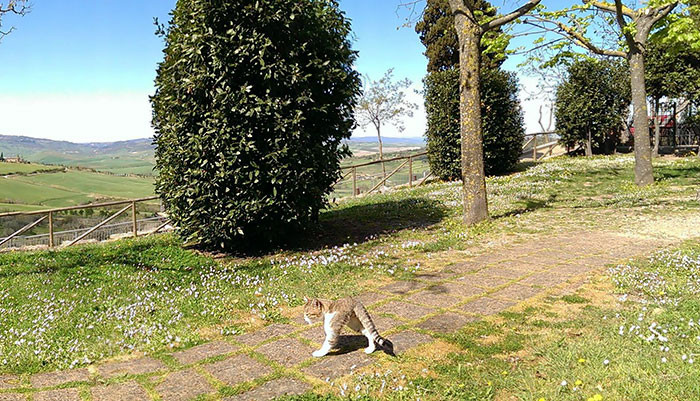 Weird Panoramic Photos (23 pics)