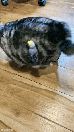 Acid GIFs, July 15 (25 gifs)