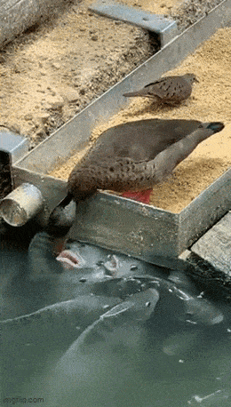 Acid GIFs, July 15 (25 gifs)