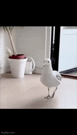 Acid GIFs, July 16 (25 gifs) Acid GIFs, July 16 (25 gifs)