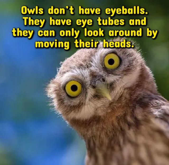 Interesting Facts (18 pics)