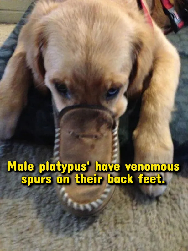Interesting Facts (18 pics)