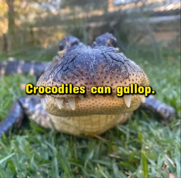 Interesting Facts (18 pics)