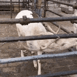 Acid GIFs, July 20 (25 gifs)