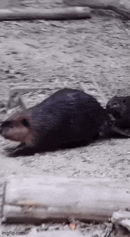 Acid GIFs, July 21 (25 gifs)