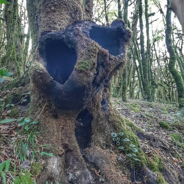 Unexpected Finds In The Forest (19 pics) Unexpected Finds In The Forest (19 pics)