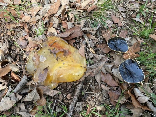 Unexpected Finds In The Forest (19 pics)
