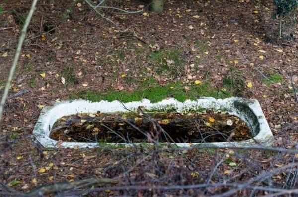 Unexpected Finds In The Forest (19 pics) Unexpected Finds In The Forest (19 pics)