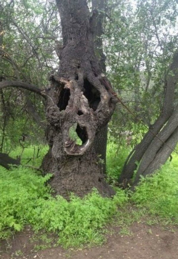 Unexpected Finds In The Forest (19 pics) Unexpected Finds In The Forest (19 pics)