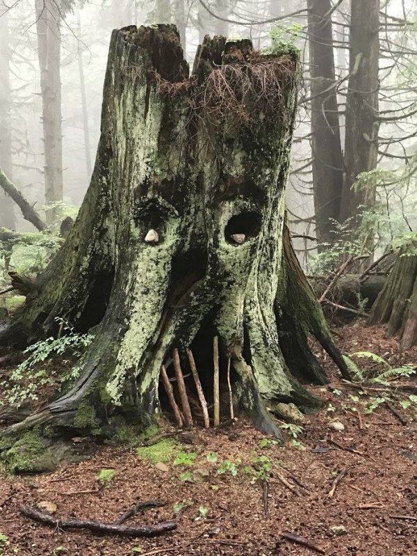Unexpected Finds In The Forest (19 pics) Unexpected Finds In The Forest (19 pics)