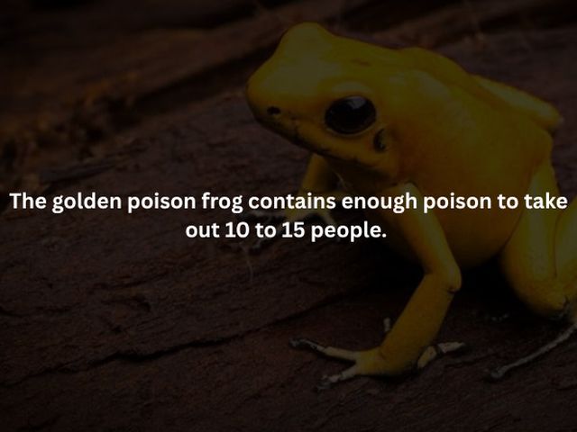 Creepy Facts (15 pics)