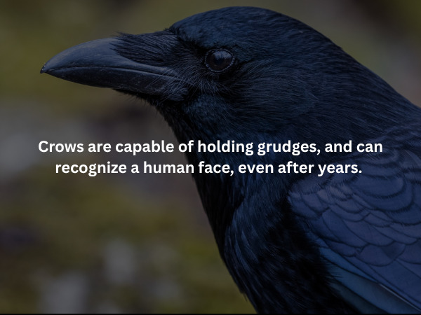 Creepy Facts (15 pics)